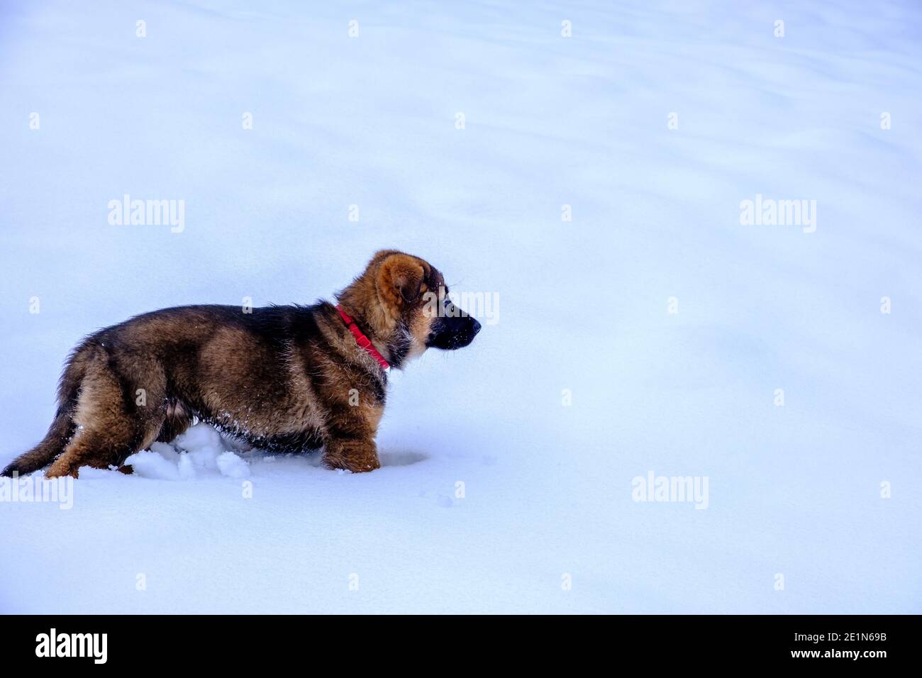 Welpe Hund spielt im frischen Pulverschnee Stockfoto