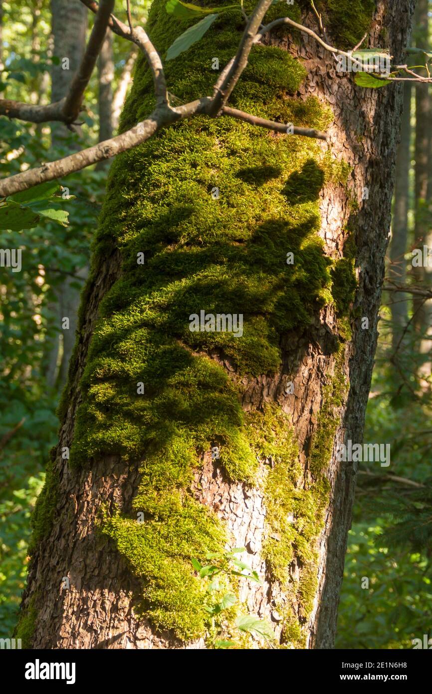 Moos und Flechten wachsen auf dem Stamm eines großen Baumes im Wald. Nahaufnahme, selektiver Fokus. Stockfoto
