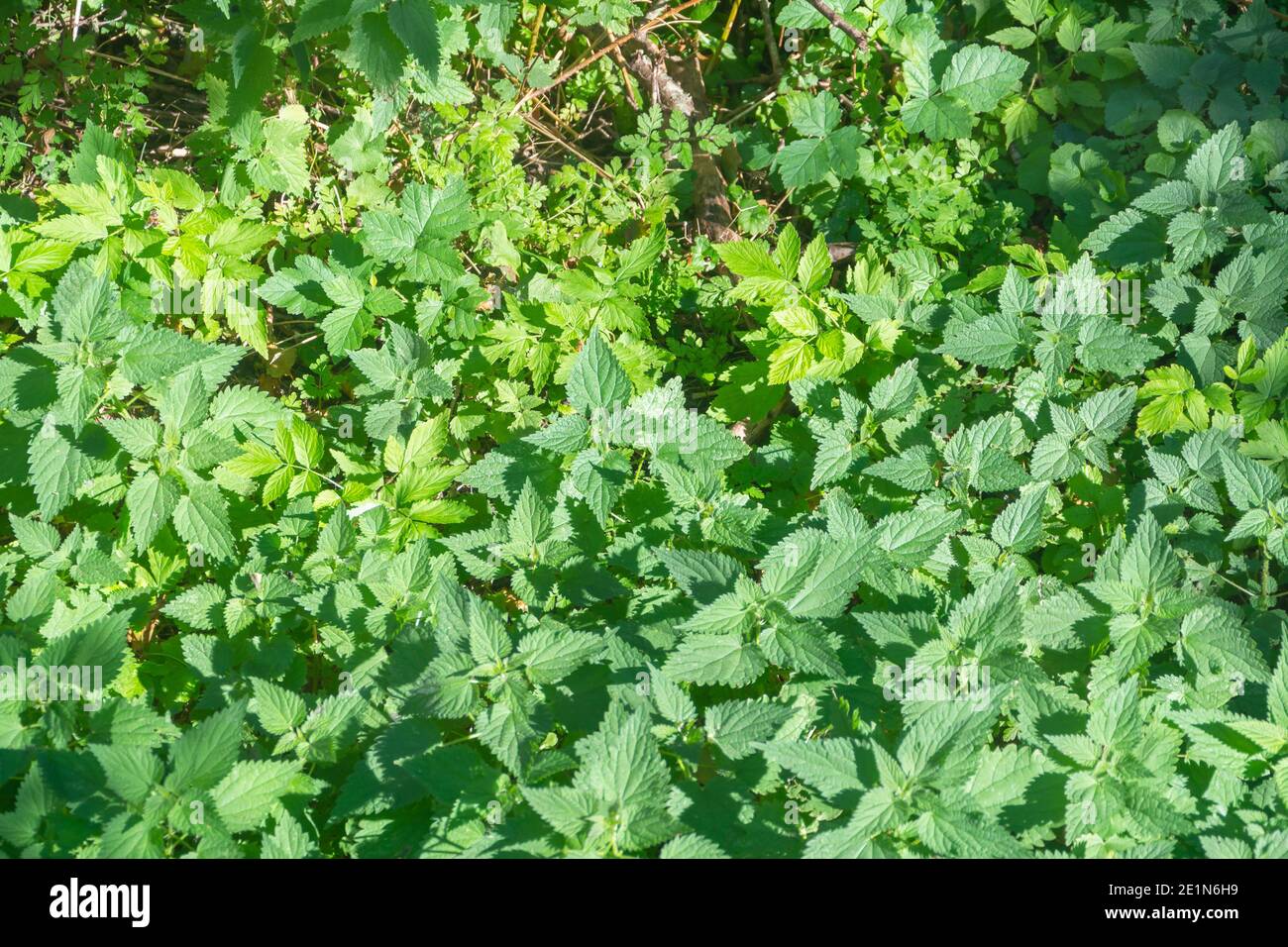 Urtica dioica Brennnessel Blätter im Sonnenlicht. Nahaufnahme mit selektivem Fokus. Stockfoto