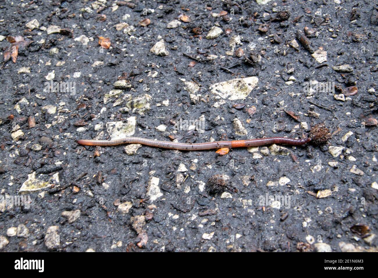 Lumbricidae Fotos und Bildmaterial in hoher Auflösung Alamy