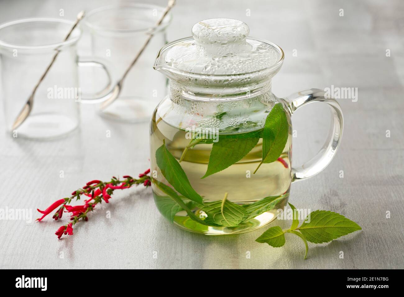 Teekanne aus Glas mit heißem Salvia elegans Tee und frischen Blättern Und rote Blumen vorne aus nächster Nähe Stockfoto