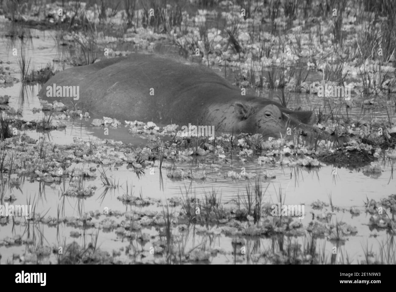 Sambia: Hippo schwimmen im unteren Zambesi River Stockfoto