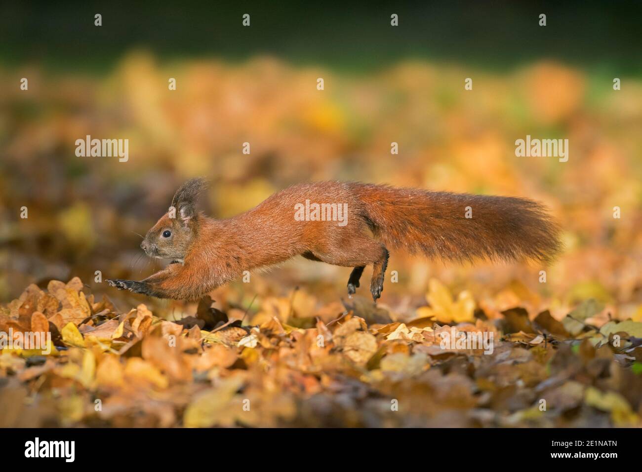 Süßes eurasisches rotes Eichhörnchen (Sciurus vulgaris) Im Herbst im Laubstreu auf den Waldboden springen Stockfoto