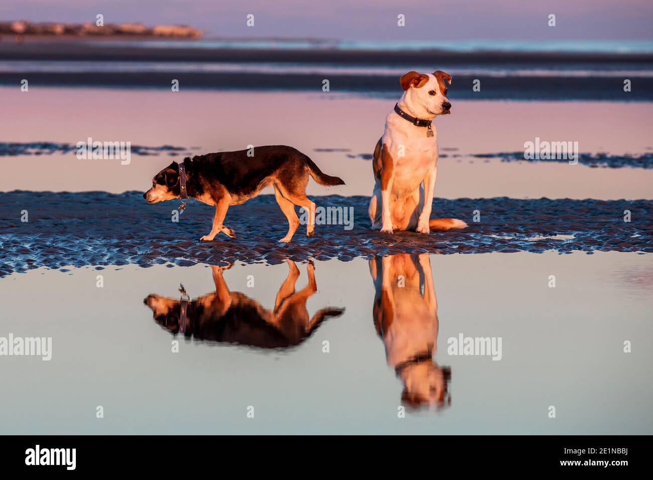 Hunde am Strand auf der Isle of Palms, S.C. bei Sonnenuntergang. Stockfoto