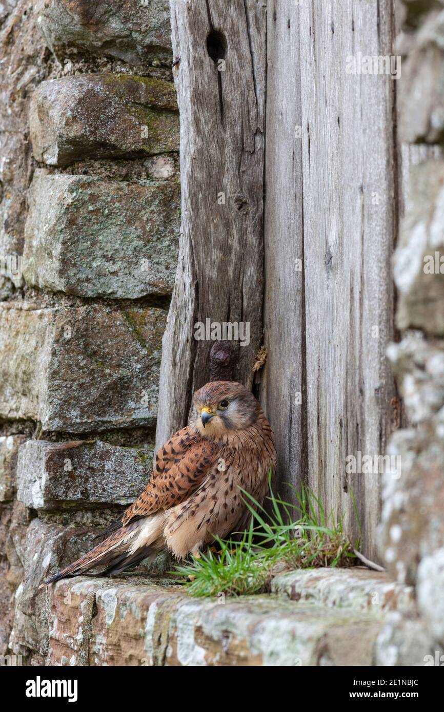 Gemeiner Turmfalken (Falco tinnunculus) weiblich, kontrolliert, Cumbria, UK Stockfoto