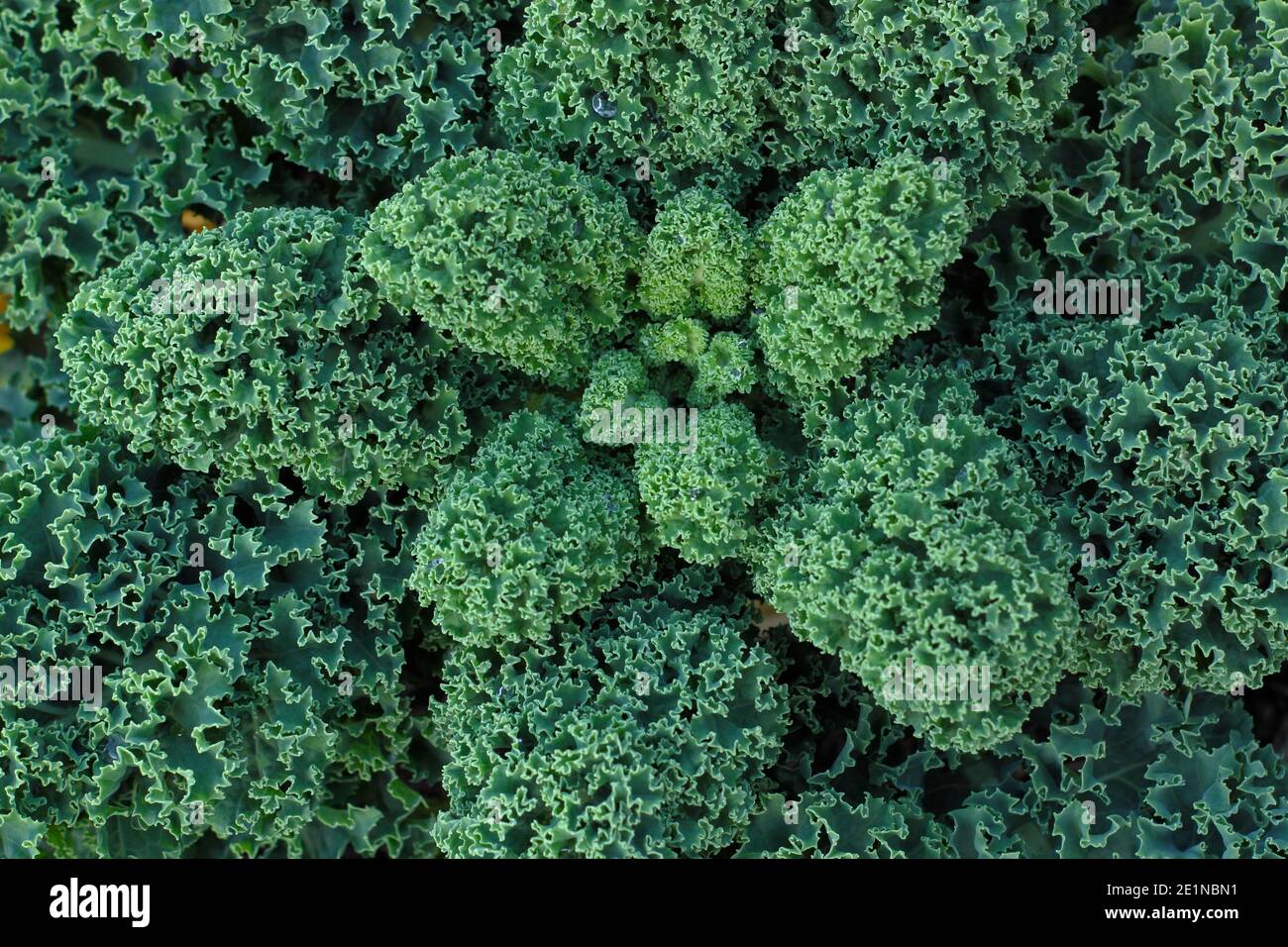 Brassica oleracea (Acephala-Gruppe). Lockiger Grünkohl, der im Herbst in einem Gemüsegarten wächst. VEREINIGTES KÖNIGREICH Stockfoto