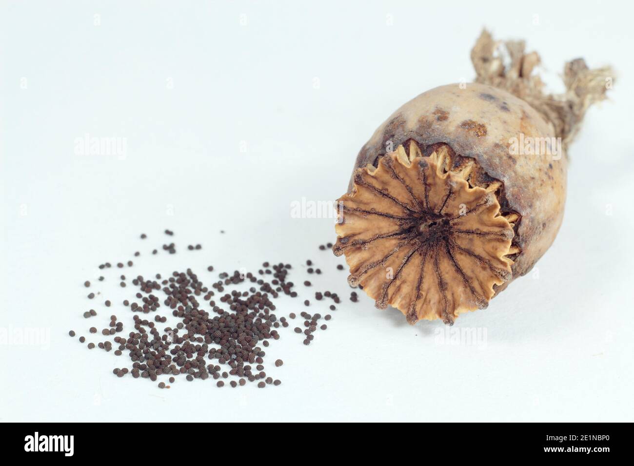 Samenkopf und Samen eines orientalischen Mohnes isoliert auf weißem Hintergrund - Papaver orientale. Stockfoto