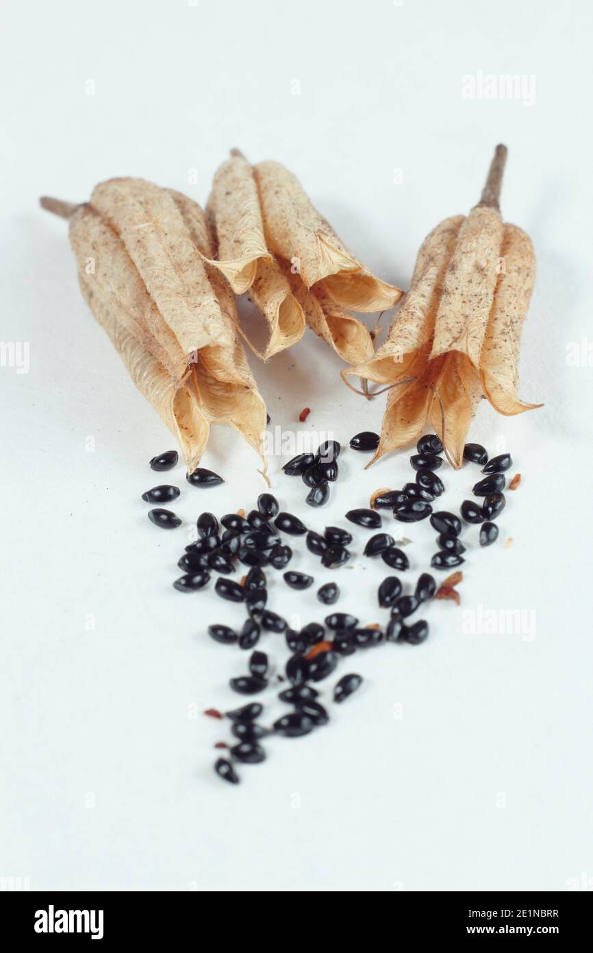 Aquilegia Samenkapseln mit Samen isoliert auf weißem Hintergrund. Aquilegia vulgaris auch Columbine genannt. Stockfoto