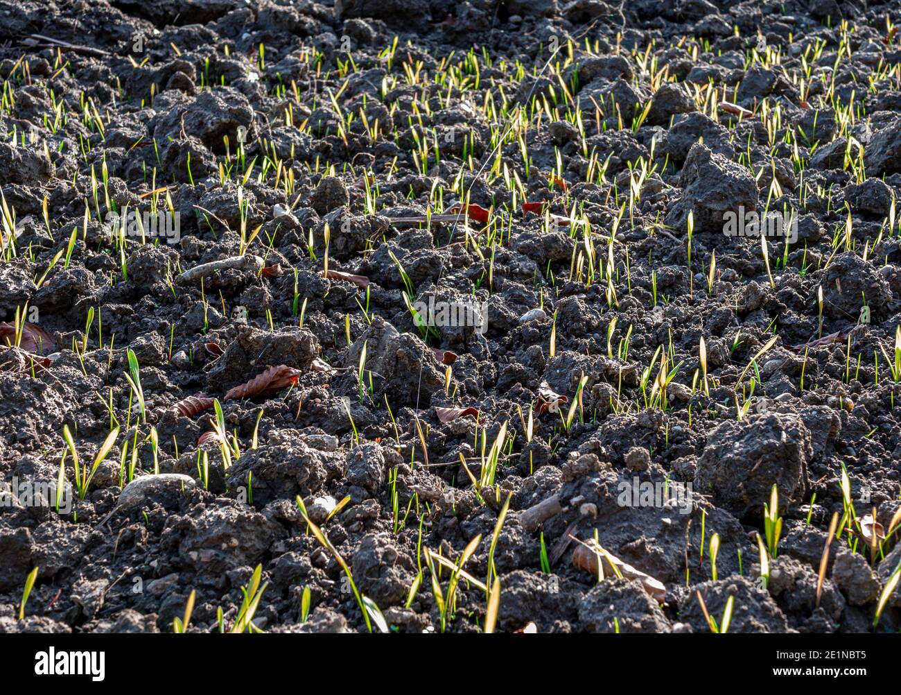 Pflanzen keimen in einem gepflügten Feld im Herbst, Bayern, Deutschland, Europa Stockfoto