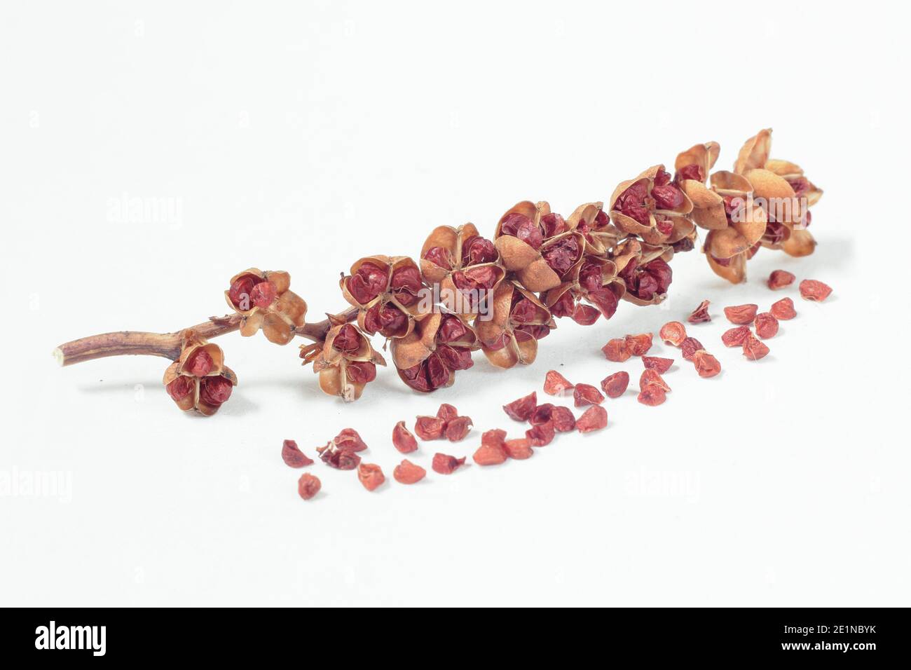 Crocosmia Sämlinge und Samen. Crocosmia 'Luzifer' montbretia Sämköpfe und Samen isoliert auf einem weißen Hintergrund.. VEREINIGTES KÖNIGREICH Stockfoto
