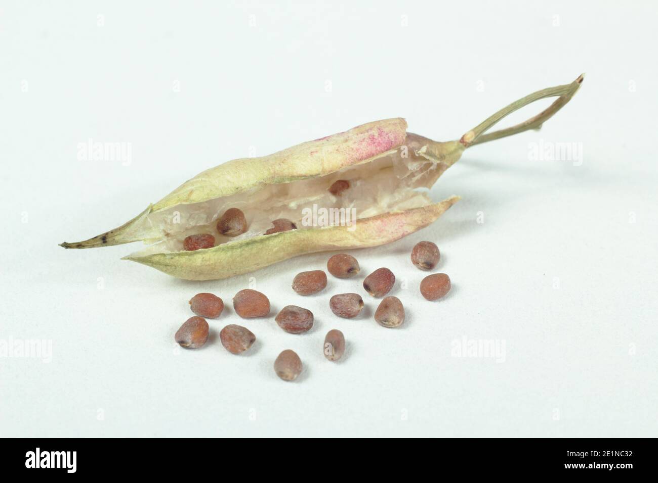 Rettich Samen Schoten und Rettich Samen isoliert auf weißem Hintergrund. Raphanus sativus „Französisches Frühstück“ Stockfoto