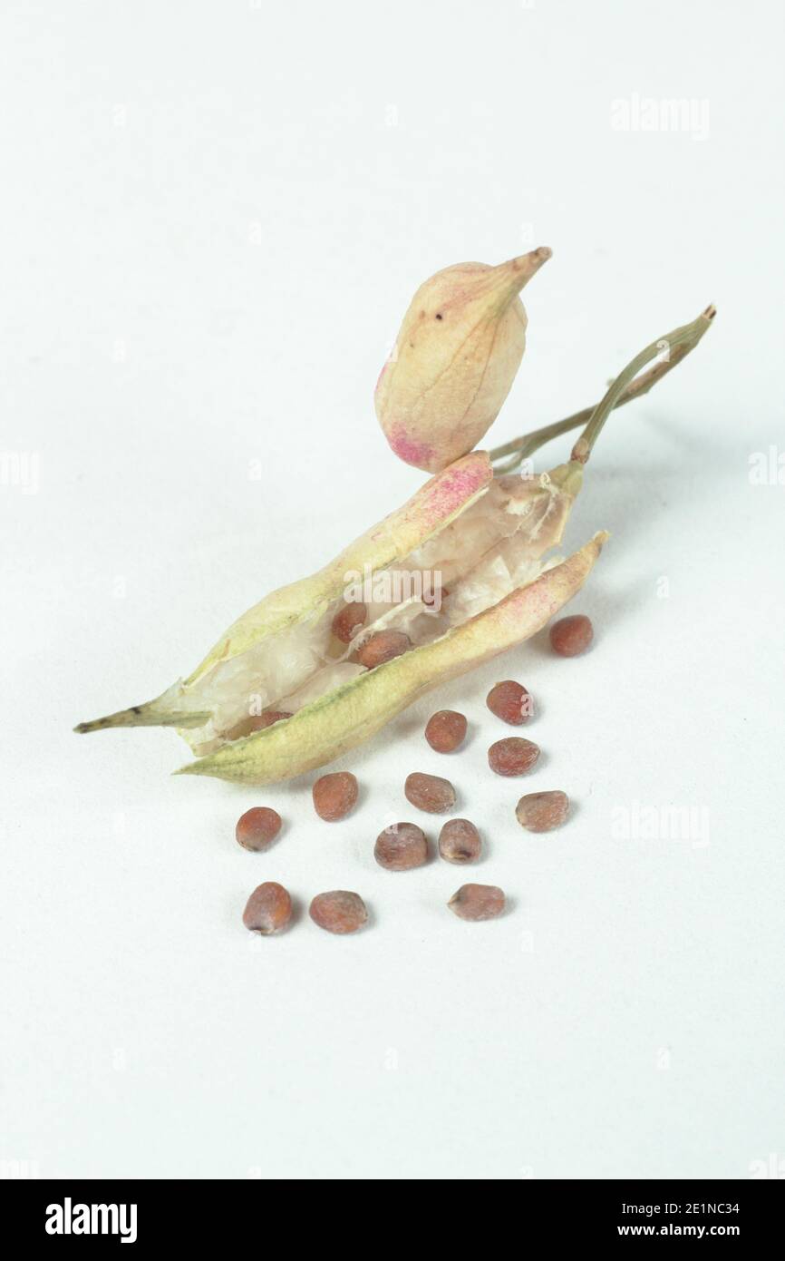 Rettich Samen Schoten und Rettich Samen isoliert auf weißem Hintergrund. Raphanus sativus „Französisches Frühstück“ Stockfoto