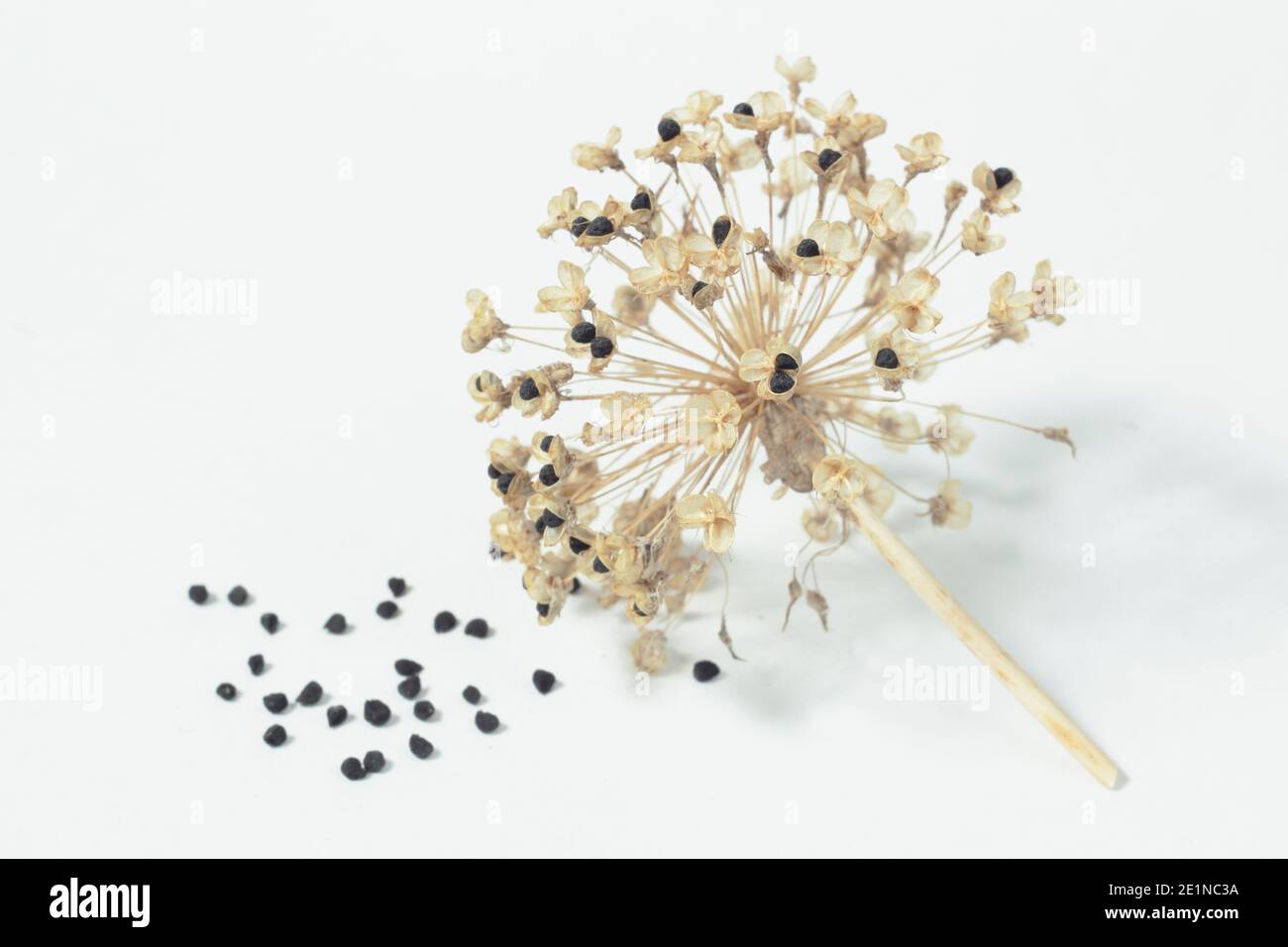 Sämeköpfe aus Allium. Ornamental Allium hollandicum 'Purple Sensation' Samenköpfe und Samen isoliert auf weißem Hintergrund. VEREINIGTES KÖNIGREICH Stockfoto