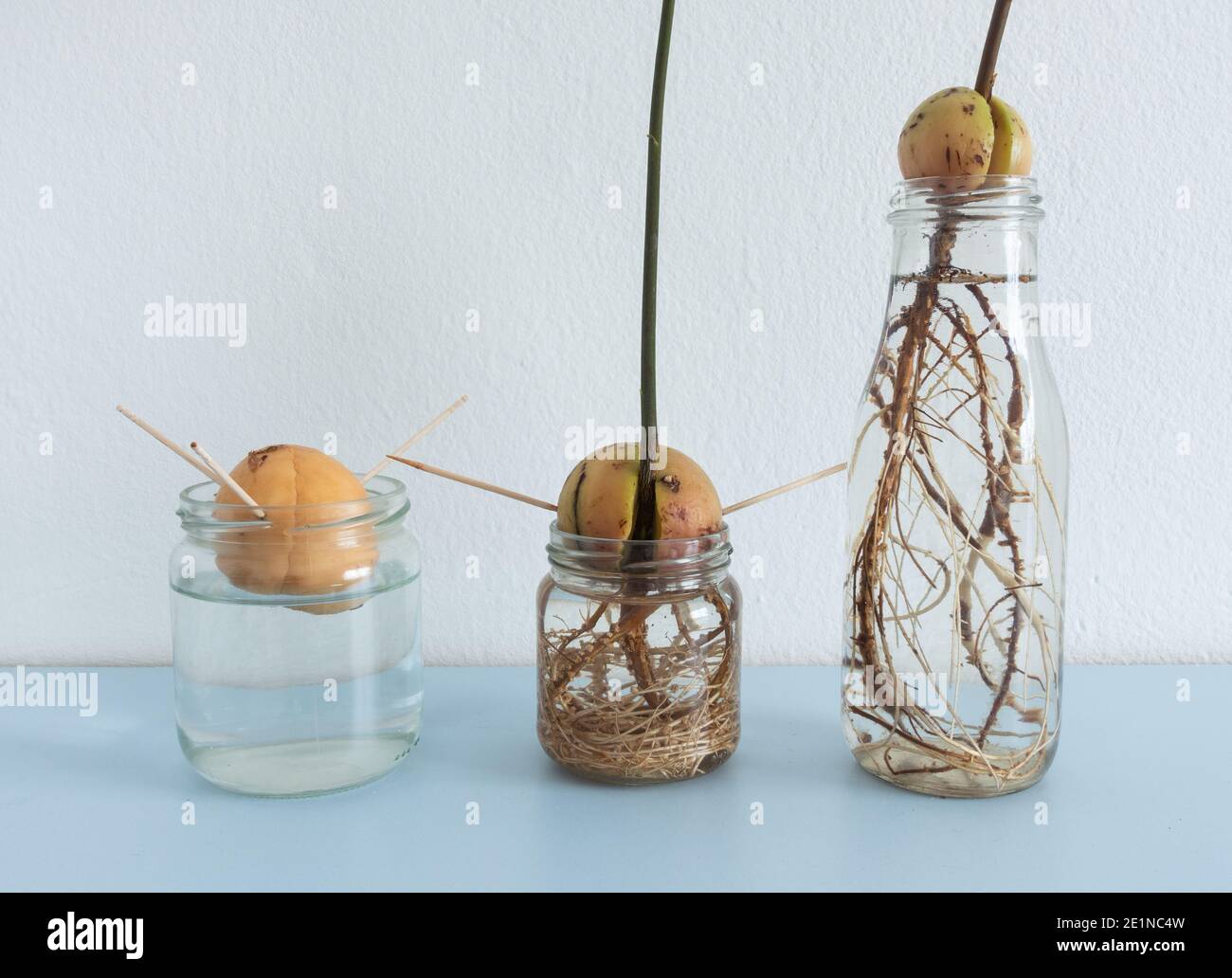 Bild zeigt verschiedene Stufen von Avocado Samen/Steinen, die im Wasser auf dem Heimregal wachsen. Hydroponisch, Minimalismus Stockfoto