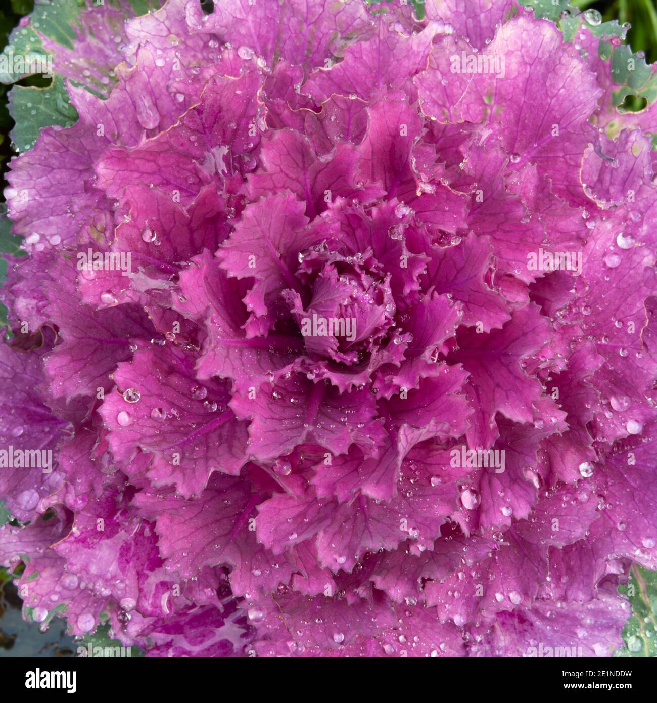 Nahaufnahme der rosa Blätter im Herzen Eines Zierkohls (Brassica oleracea) Stockfoto