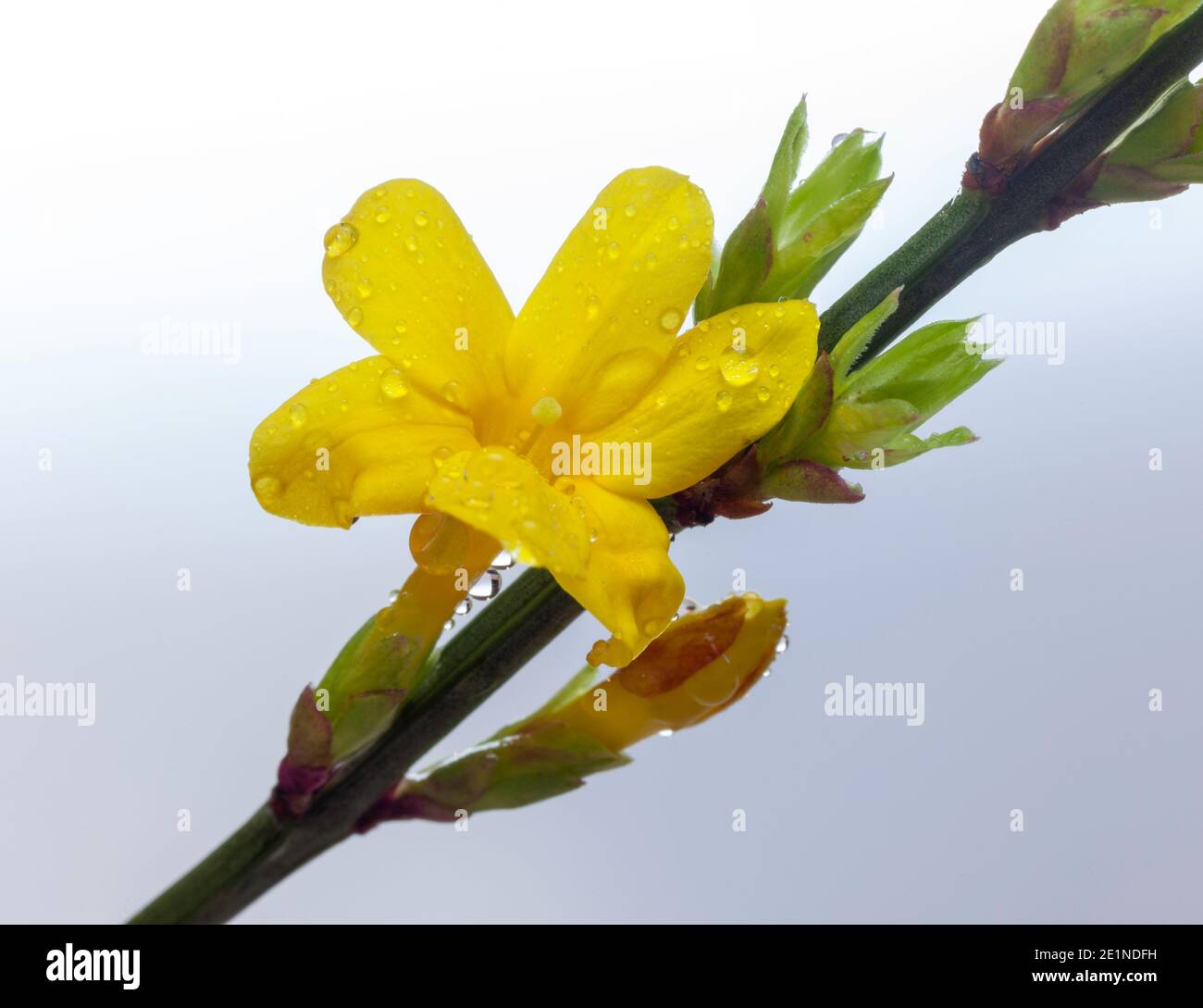 Gelbe Blüten des winterblühenden Jasmins (Jasminum nudiflorum) Wird vor einem neutralen Hintergrund gesetzt Stockfoto