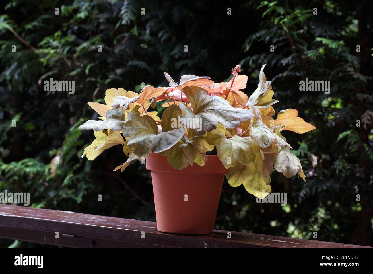 Im Garten. Heucherella, eine sehr beliebte, immergrüne Gartenpflanze. Kreuzworträtsel Heucherella und Tiarella. Es kommt in vielen Farben und Formen von l Stockfoto