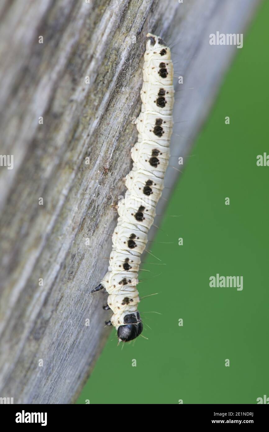 Raupe von Vogelkirsche-Ermin, Yponomeuta evonymella Stockfoto