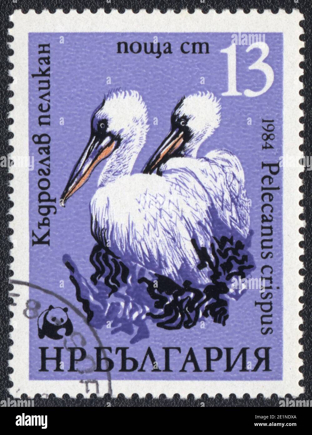 Eine in Bulgarien gedruckte Briefmarke zeigt Paar dalmatinische Pelikane (Pelecanus crispus), aus der Serie, um 1984 Stockfoto