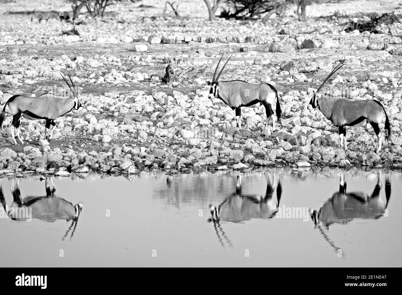 Drei gemsbok Oryx zu Fuß neben einem Wasserloch, mit guter Reflexion im Wasser Stockfoto