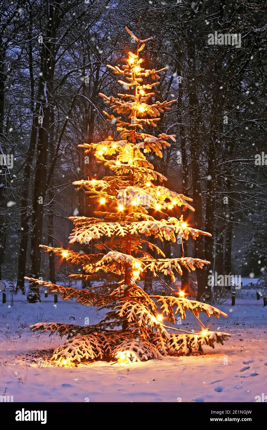 Weihnachtsbaum im schnee -Fotos und -Bildmaterial in hoher Auflösung – Alamy
