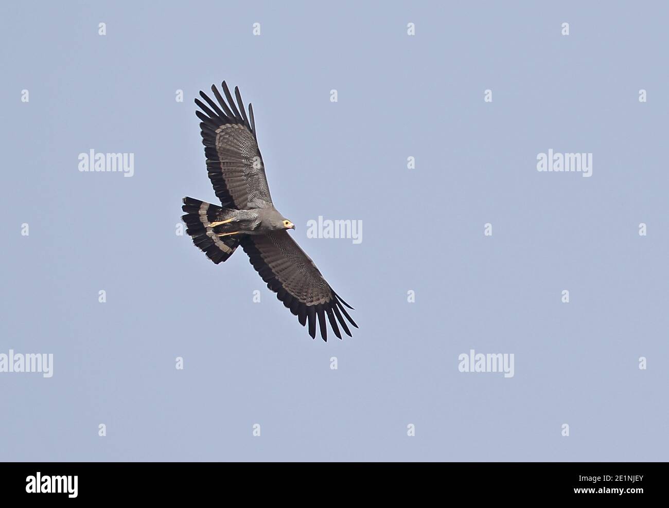 African Harrier-Hawk (Polyboroides typus pectoralis) Erwachsener im Flug Mole NP, Ghana Februar Stockfoto