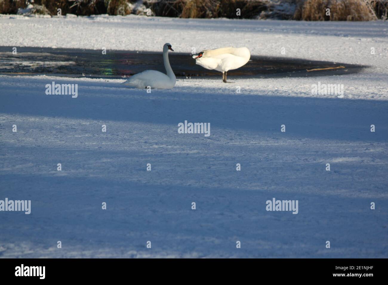 Zwei Schwäne sitzen sich sonnen auf einem gefrorenen schottischen See. Weißer Schwan, der an einem Wintertag auftaucht. Winterlandschaften und Tierwelt in Schottland. Stockfoto