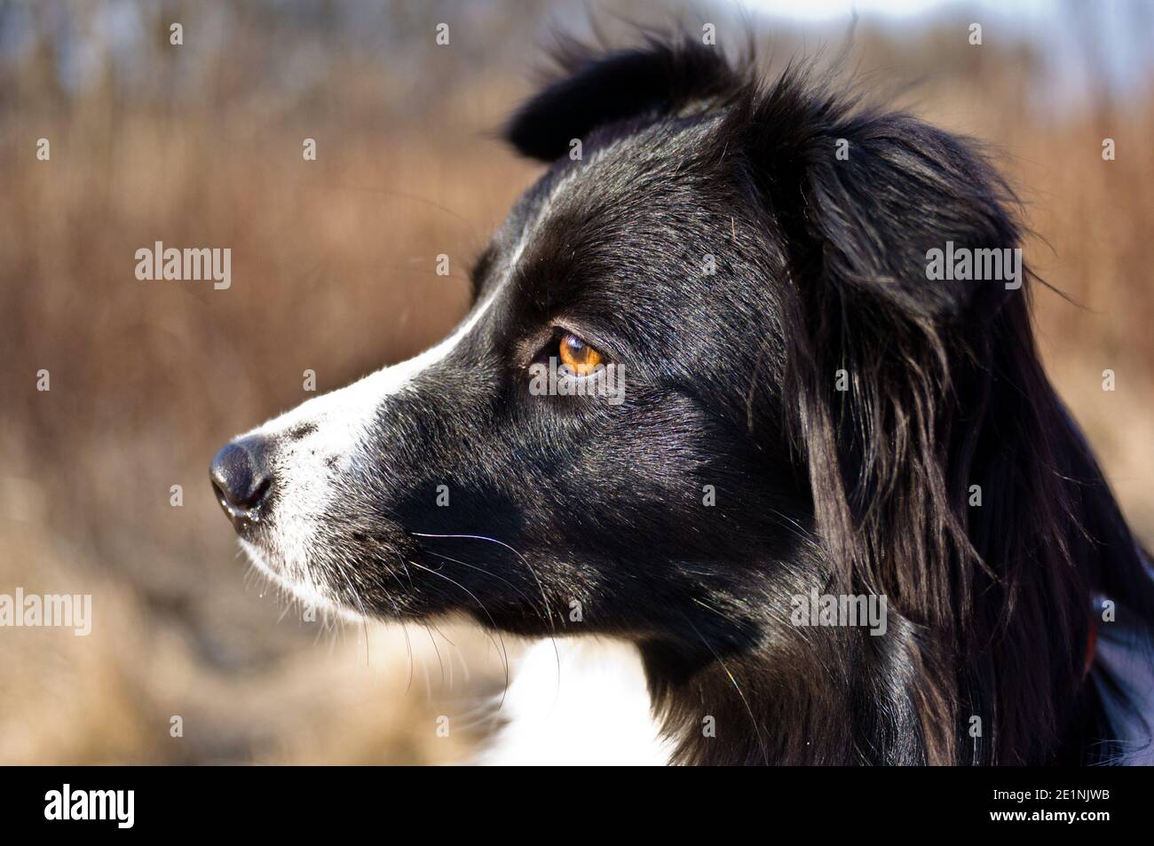 Nahaufnahme Profilfoto von schwarz-weißen Rand Collie, Natur im Hintergrund Stockfoto