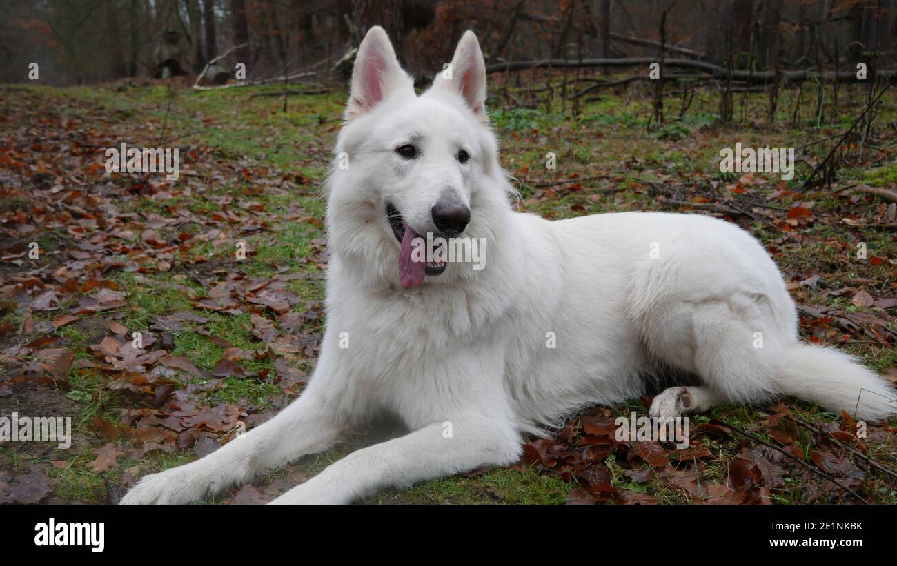 Weißer Schäferhund (Berger Blanc Suisse) Gehorsam und glücklich liegt in der Natur auf Herbstlaub hinein Der Wald Stockfoto