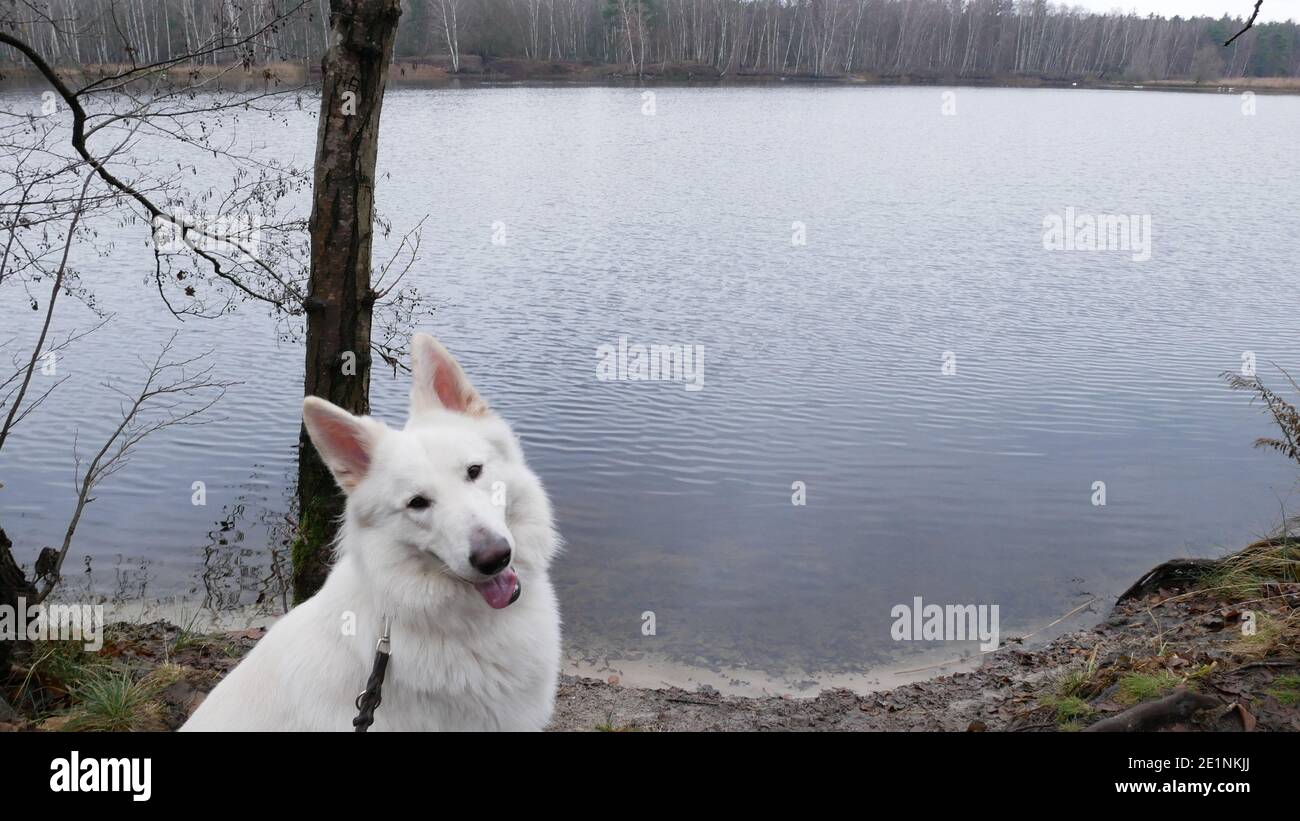 Weißer Hirte (Berger Blanc suisse) Hund sitzt gehorsam am Ufer des Lindensees in Das Naturschutzgebiet Mönchbruch bei Mörfelden in Deutschland Stockfoto