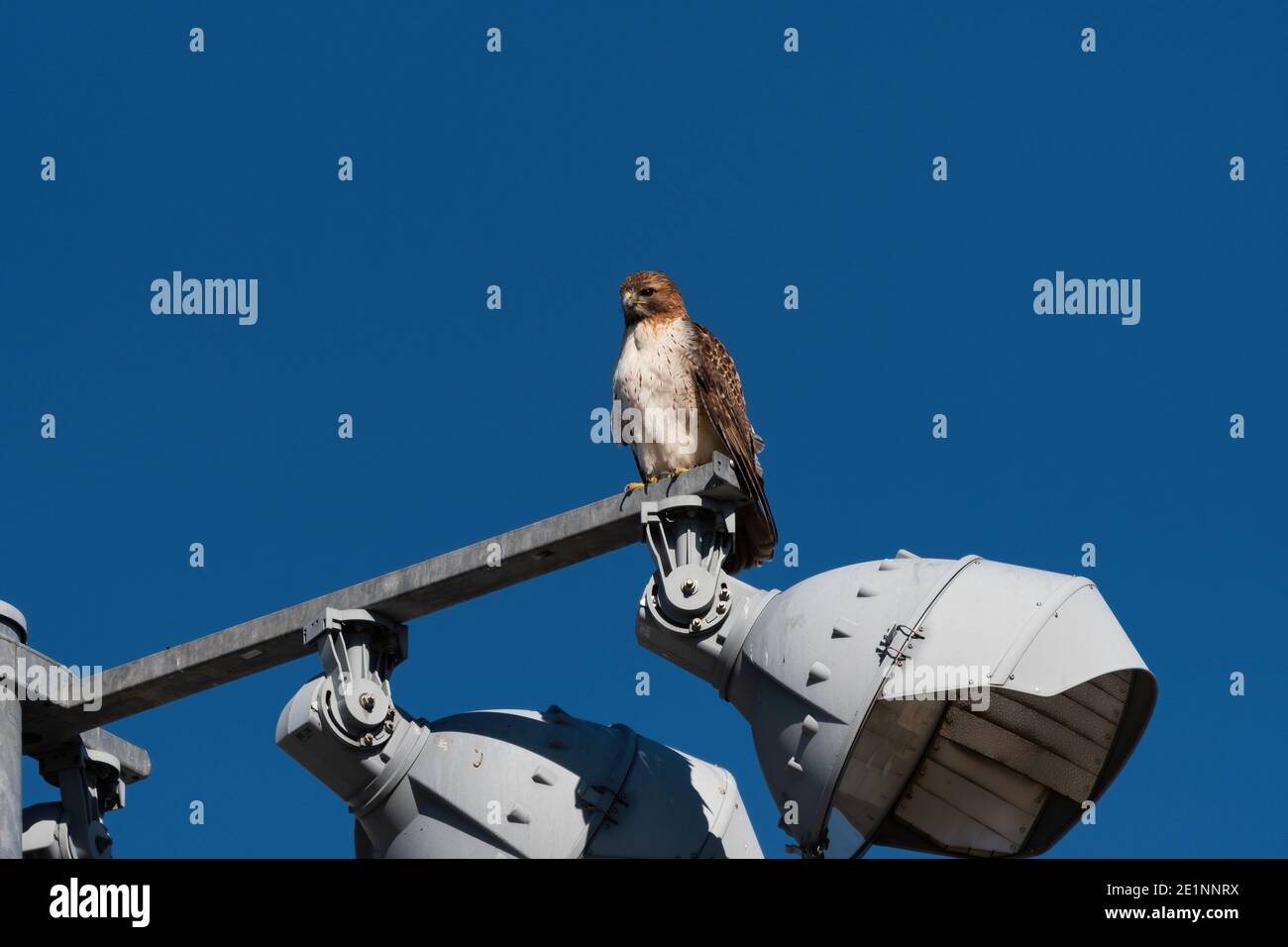 Ein Red-tailed Hawk thront hoch oben auf einem Pfosten, der Lichter für ein Sportfeld in einem Stadtpark unterstützt. Stockfoto