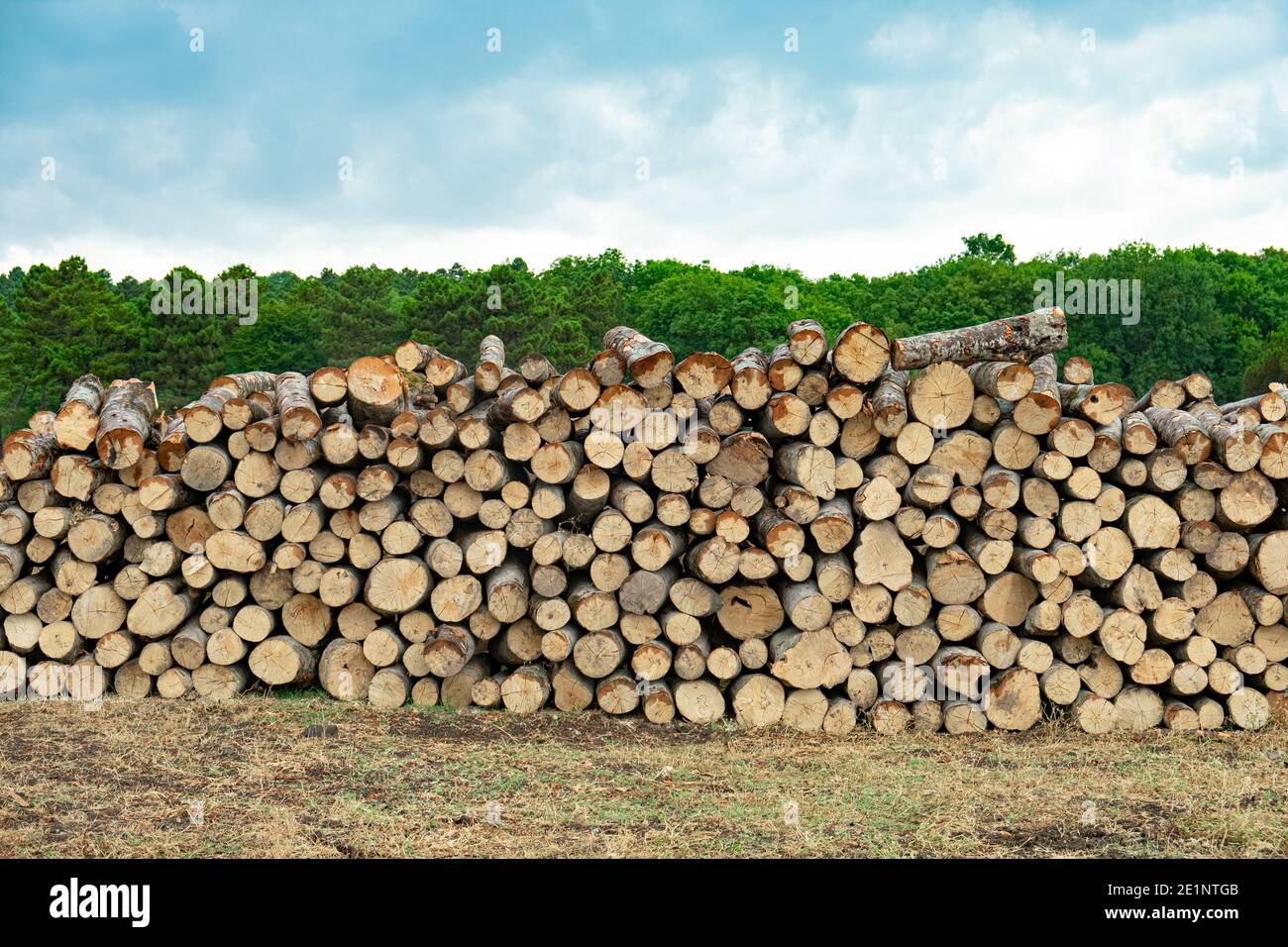 Stapel von Holzstämmen im Feld für die Forstwirtschaft. Linie Seite an Seite Holzstapel auf grünen Bäumen Hintergrund. Stockfoto