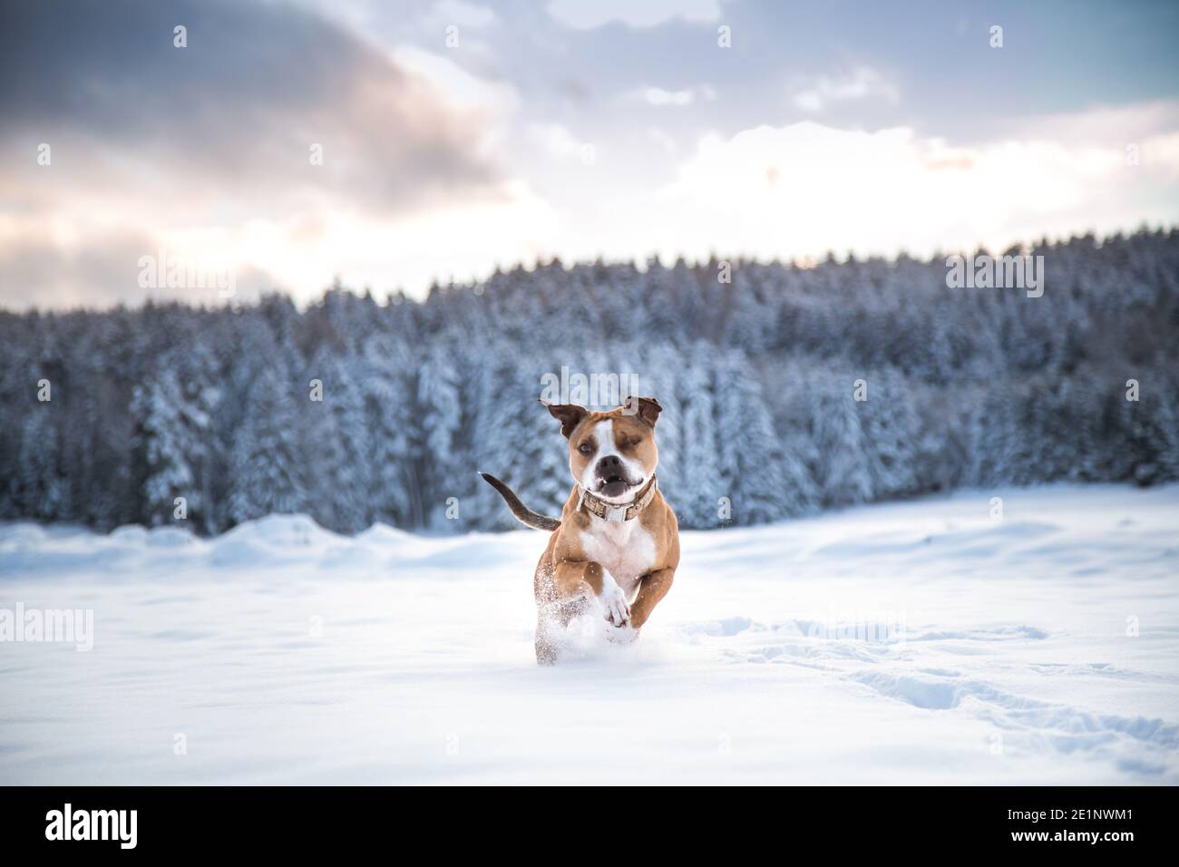 Die amerikanische Grube Stier Terrier laufen im Schnee Stockfoto