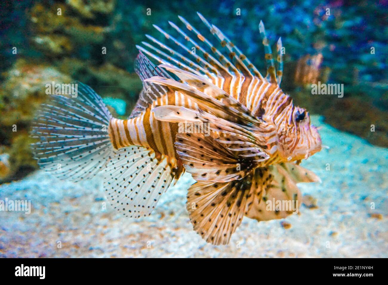 Orange, braune und weiße giftige Korallenrifffische Stockfoto