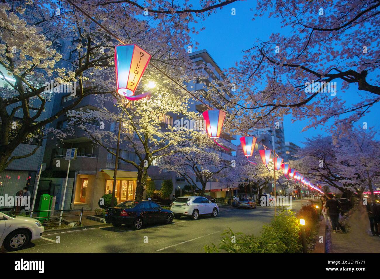 Kirschbaumallee - Harimazaka Sakura Namiki in Tokio. Blauer Himmel von Zwielicht. Bunte Laternen am Seil! Stockfoto