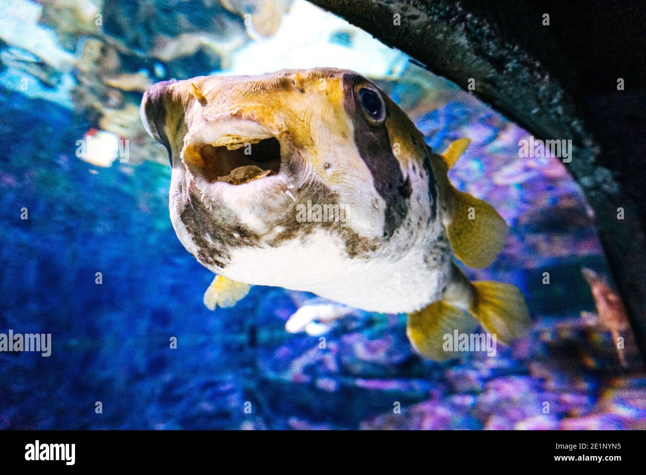 Schwarze und weiße Fugu-Fische Stockfoto