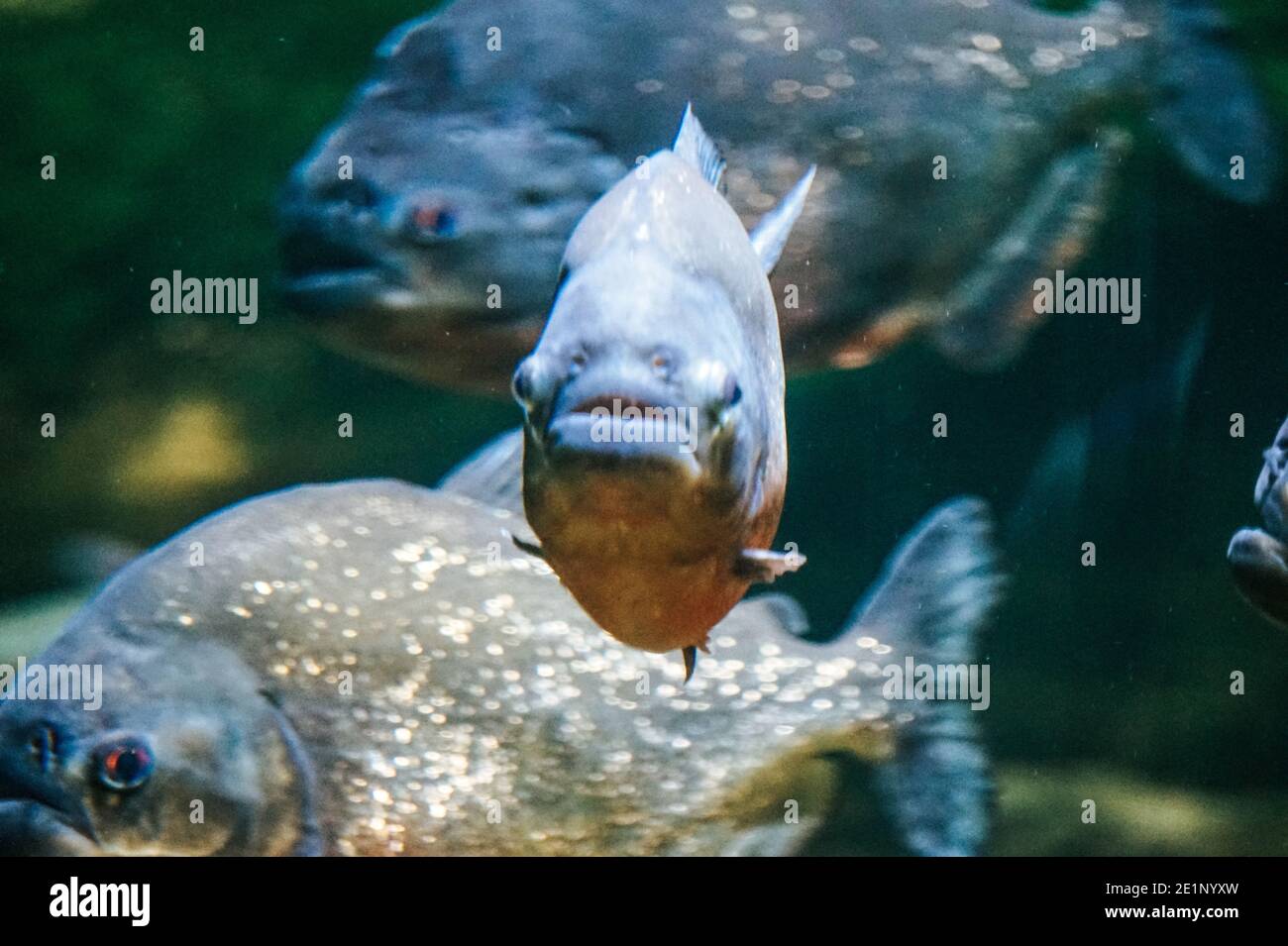 Piranha Fish Stockfotos Und bilder Kaufen Alamy