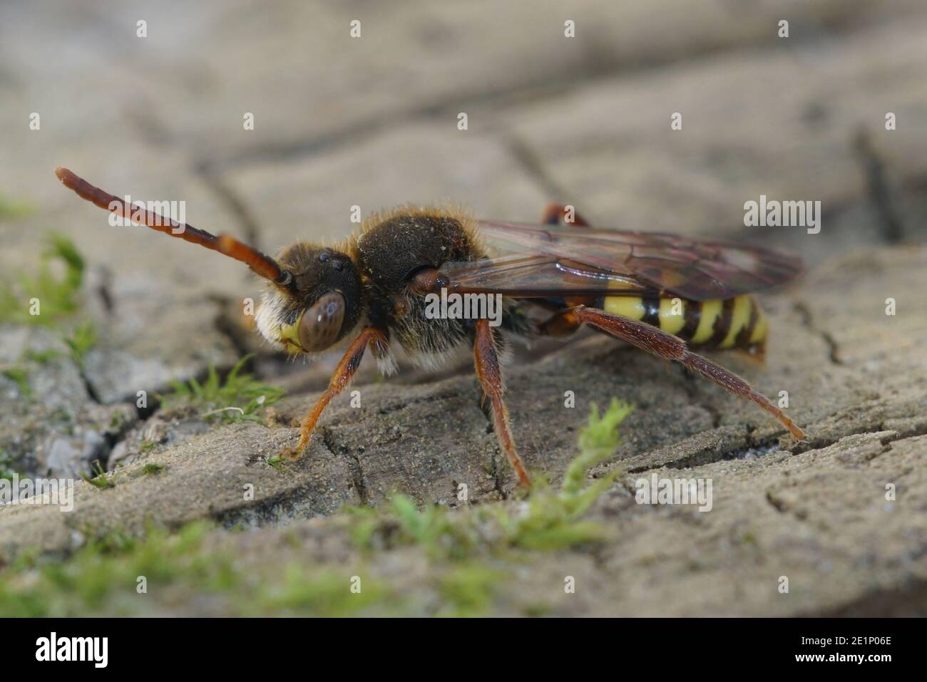 Eine Nahaufnahme einer männlichen Nomadenbienenart mit Grün Augen Stockfoto