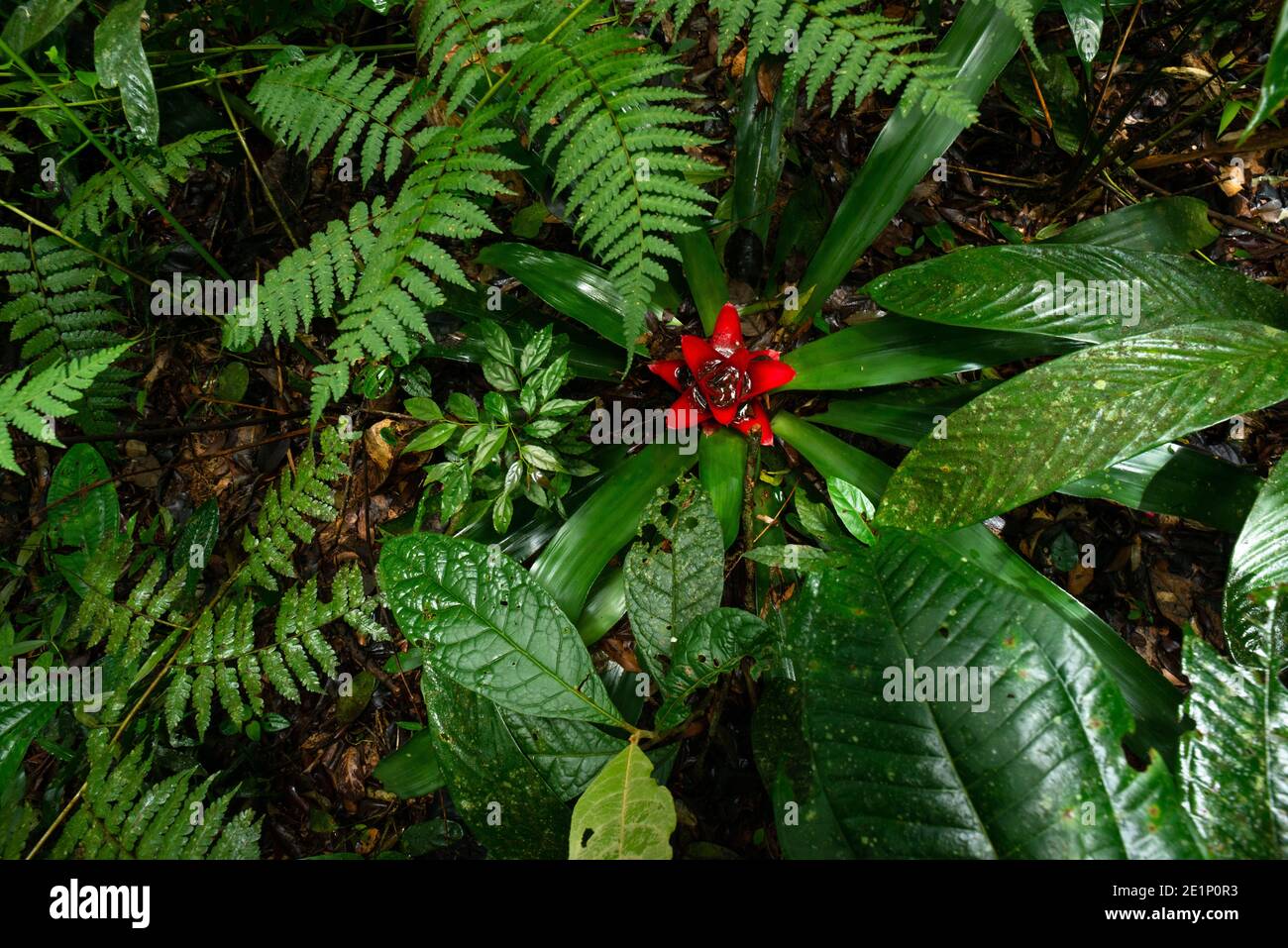 Üppige Vegetation am Waldboden des Atlantischen Regenwaldes Von SE Brasilien Stockfoto