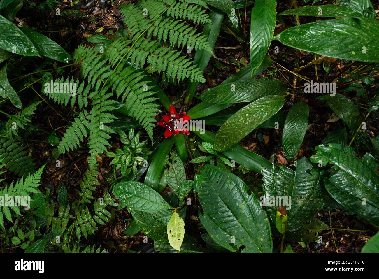 Üppige Vegetation am Waldboden des Atlantischen Regenwaldes Von SE Brasilien Stockfoto