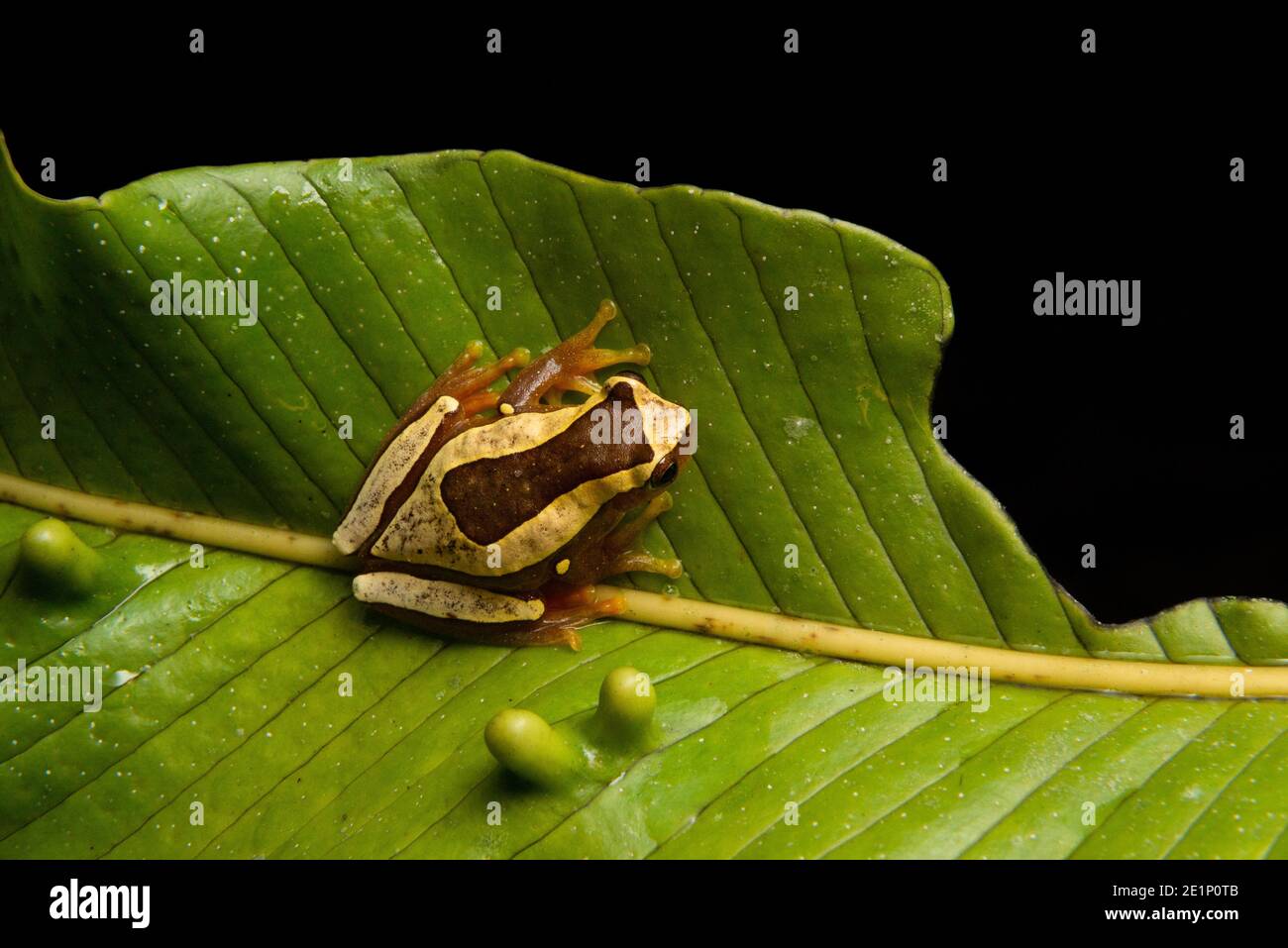 Ein Dendropsophus elegans aus dem atlantischen Regenwald von Süd-Brasilien Stockfoto