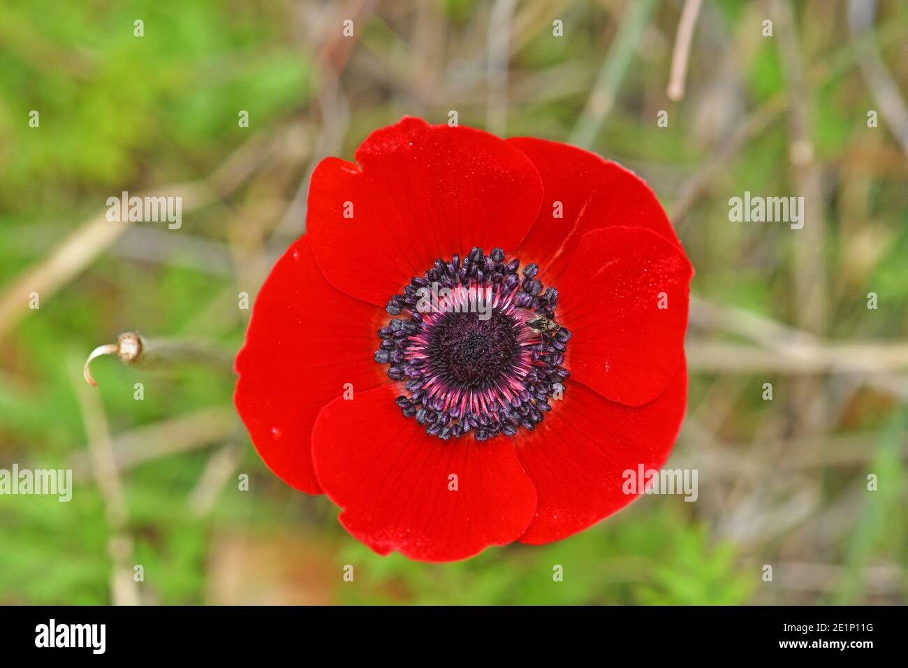 Rote Anemone Blume Stockfoto