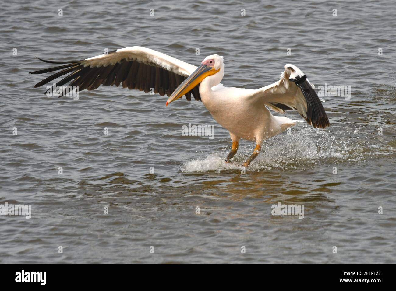 Großer weißer Pelikan, Landung in einem See Stockfoto