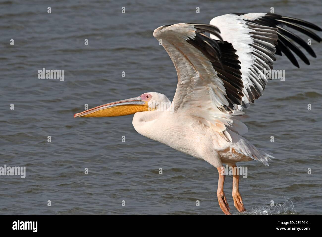 Bill fliegt über das Wasser Stockfoto