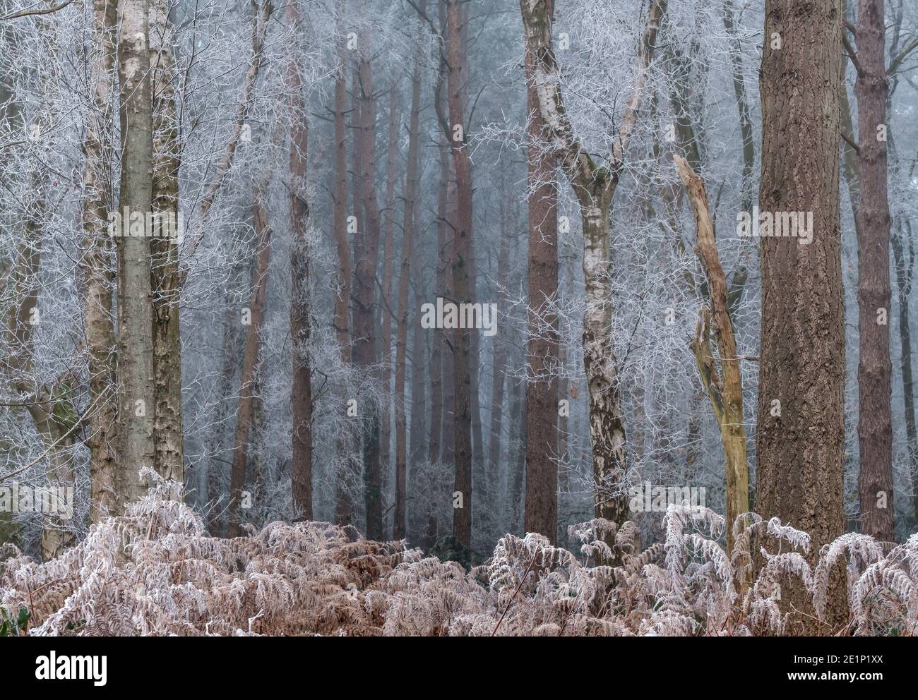 Reif bedeckt Bracken & Bäume in einem Wald. Stockfoto