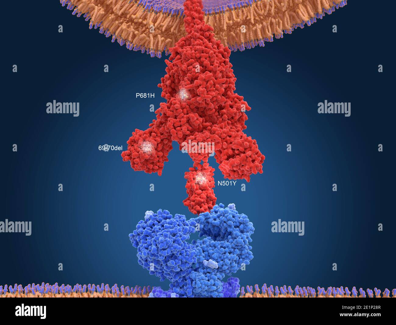 Covid-19 Variante B117, Abbildung Stockfoto Covid-19 Variante B117, Abbildung Stockfoto