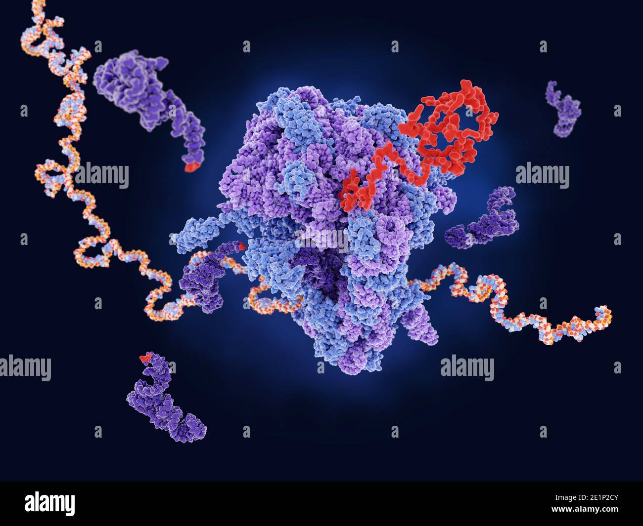 Proteinsynthese, Illustration Stockfoto