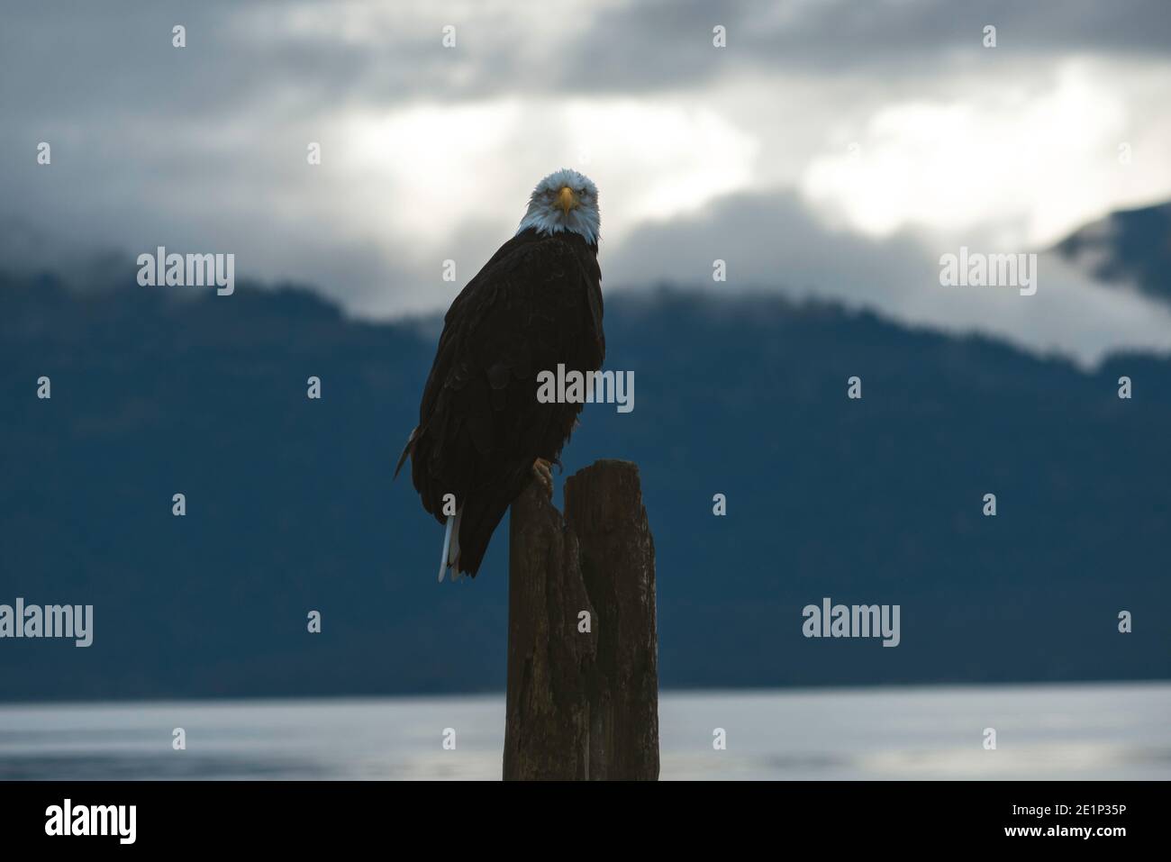 Weißkopfseeadler starrt am Pfosten und starrt am bewölkten Tag In Homer Alaska Stockfoto