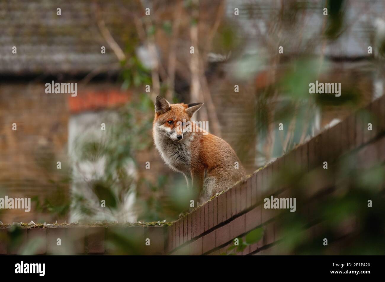 Red Fox (Vulpes vulpes) wandernd auf der Ziegelwand mit gebrochenem Glas während seines morgendlichen Territoriums Besuch in Wohngärten. London, Großbritannien. Stockfoto