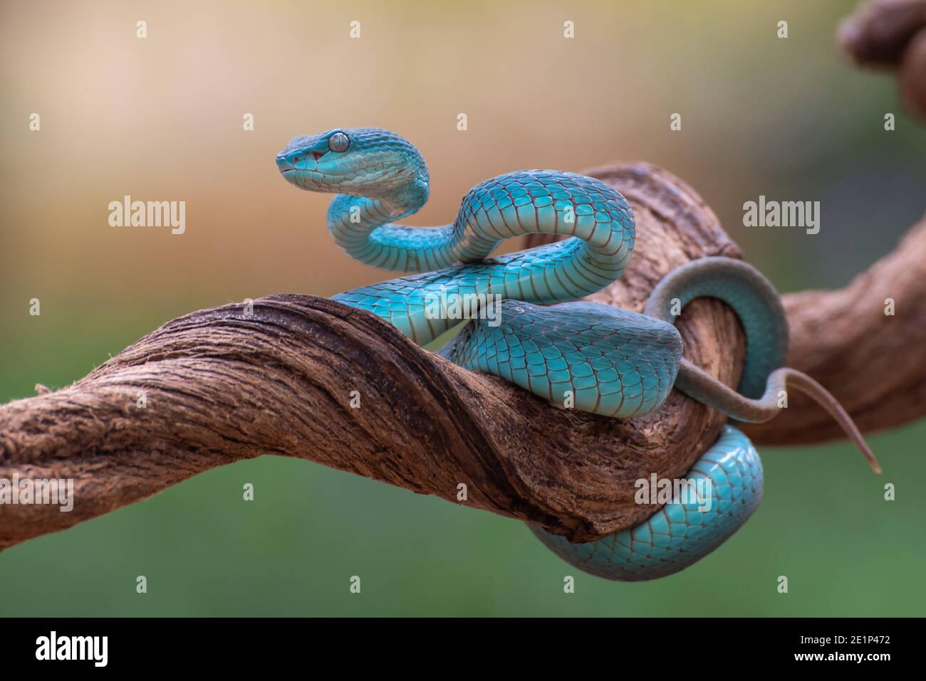 Sunda Insel Pit Viper ( Trimeresurus insularis ) Stockfoto